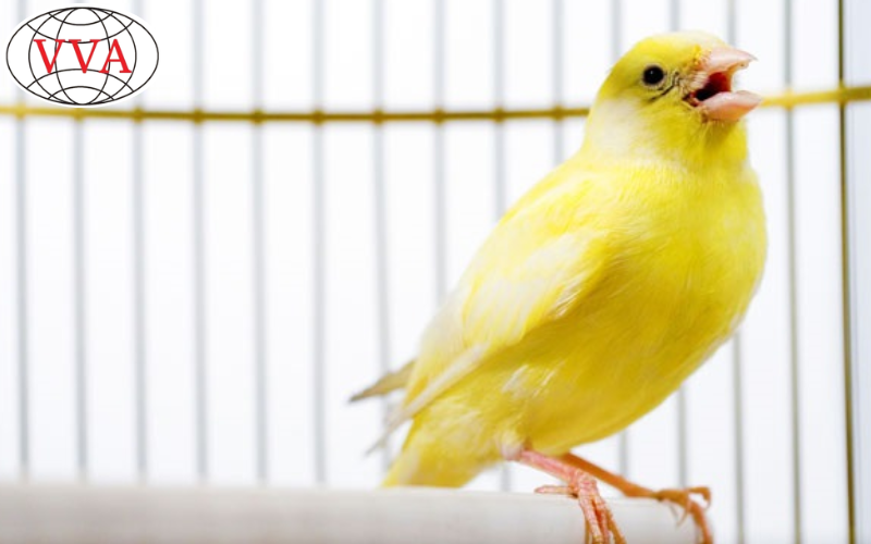 Hình 2: Lồng nuôi chim Hoàng yến 